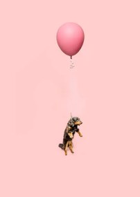 Művészeti fotózás Cute dog tied to a balloon and floating, Ian Ross Pettigrew, (30 x 40 cm)