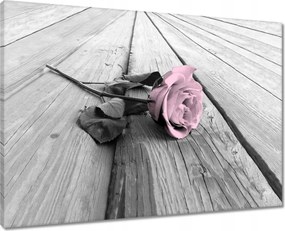 Vászonkép 70x50 Púderrózsaszín Old pink Rose