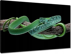 Vászonkép 90x60 Ahaitulla prés kígyó