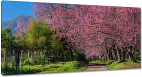 Vászonkép 115x55 Virágzó cseresznye