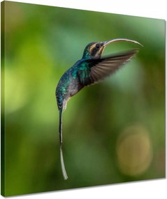 Vászonkép 40x40 Madarak