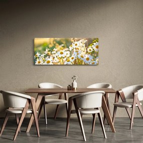 Kép - Százszorszépek (120x50 cm)