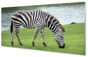 Akrilkép zebra 100x50 cm 4 fogas