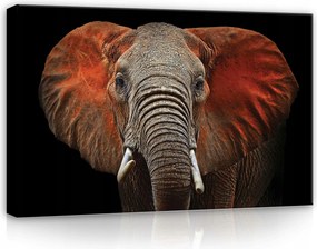 Vászonkép 60x40 Afrikai elefánt portré vad természet erő nyugalom