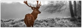 Poszterek 200x66 Méltóságteljes szarvas szarvakkal