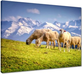 Vászonkép 50x40 Juh legeltetés Bárányok