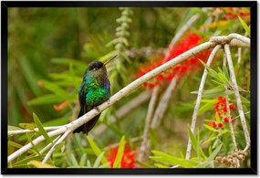 Poszterek keretben 60x40 Madarak