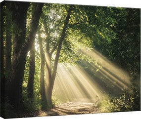 Vászon Falikép Erdő Természet Fák Hálószoba Nappali Konyha 60x40