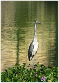 Poszterek 70x100 Kalapos madár Tájkép Kilátás