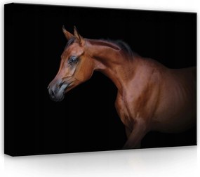 Vászonkép 70x50 Arab ló portré kecsesség erő állat sötét háttér