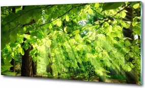 Kép akril üvegen Bükk levelek