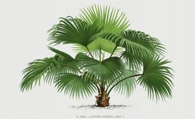 Fotótapéta Fali ragasztó szett Egzotikus pálmafa 416x254 Ragasztó