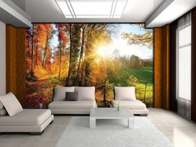 Fotótapéta - Őszi erdő (152,5x104 cm)