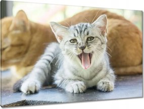 Képek 120x80 Cica Cicák Macskák