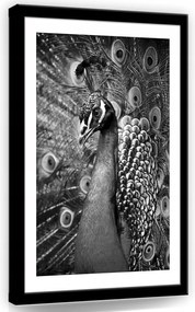 Vászonkép 40x60 Páva szétnyitott farok fekete-fehér elegancia fenség természet toll
