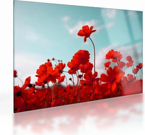 Fényes piros virágokkal rendelkező mező képe (üvegen) (70x50 cm)