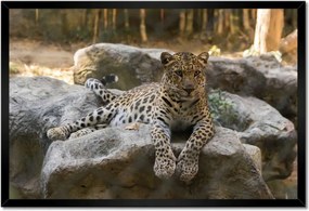 Poszterek keretben 60x40 Leopárd