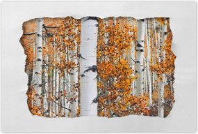 Poszterek 90x60 Őszi táj Nyírfa