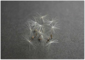 Poszterek 100x70 Pitypang Virág Virágok