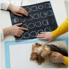 Poszterek 30x30 Kutya a konzultáció során