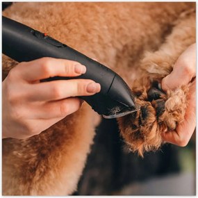 Poszterek 140x140 Kutya mancs hajvágás