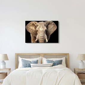 Kép - Afrikai elefánt (90x60 cm)