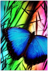 Poszterek 80x120 Kék pillangó