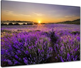 Vászonkép 80x60 Levendula tájkép Nap