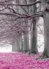 Poszter 29,7x42cm Fák egy sorban rózsaszín levelek, Assaf Frank