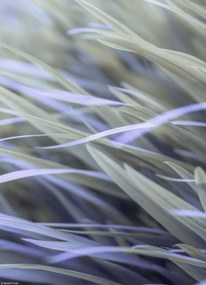 Poszter 20,5x28,4cm Fű, Assaf Frank