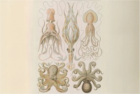 Flizelin tapéta Divatos 3D fali ragasztóval Tengeri élet 104x70 Ragasztó