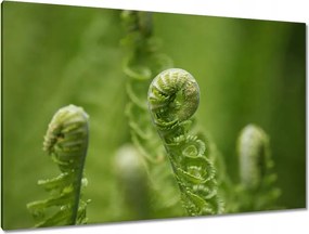 Vászonkép 120x80 Páfrányok Erdő Zöld levél