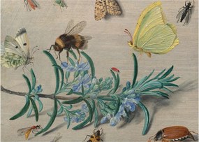 Kép - Jan van Kessel the Elder, Insects and a Sprig of Rosemary, reprodukciók (70x50 cm)