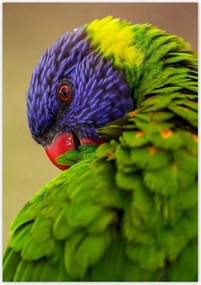 Poszterek 70x100 Papagájok Madarak