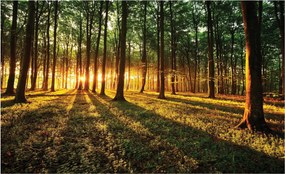 Fotótapéta Erdei napsugarak szimfóniája zöldben 254x184 +ragasztó