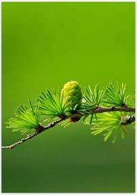 Poszterek 70x100 Fa Kilátás