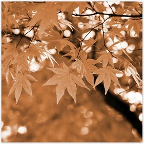 Poszterek 100x100 Szépia Őszi levelek