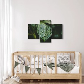 Kép - cseppek a levelen (90x60 cm)