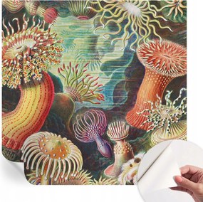 Dekoratív öntapadós fotótapéta irodába Fantázia anemonák 250x250 cm