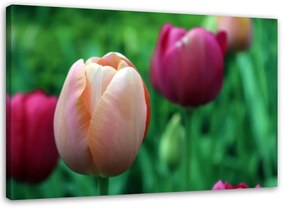 Gario Vászonkép Rózsaszín tulipánok Méret: 60 x 40 cm
