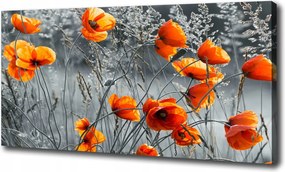 Canvas falikép Mezei pipacs 120x60 cm
