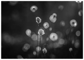 Üveg kép - Pamutfű a réten (70x50 cm)