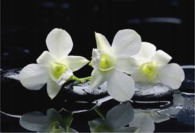 Flizelina Dekoratív Fotótapéta Hálószoba Virágok kövek 152x104 Ragasztó