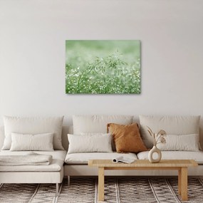 Kép - Reggeli harmat a fűszálakon (70x50 cm)