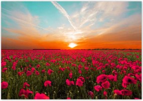 Poszterek 100x70 Rózsaszín pipacsok Naplemente