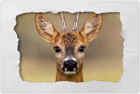 Poszter 60x40 Kecske úr szarvak