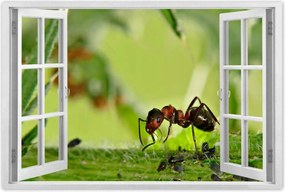 Poszterek 60x40 Hangya Makró fotó