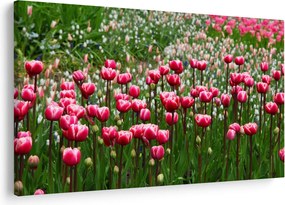 Tulipán képe (90x60 cm)