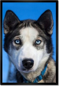 Poszterek keretben 40x60 Husky