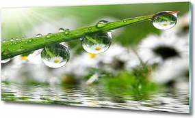 Fotó kép fotó edzett üveg Bogáncs 100x70